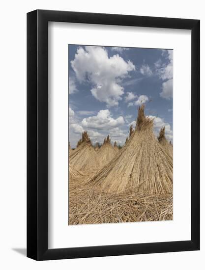 Bundled Up Reed Picked Up to Dry, Lake Neusiedl National Park, Seewinkl, Burgenland, Austria-Gerhard Wild-Framed Photographic Print