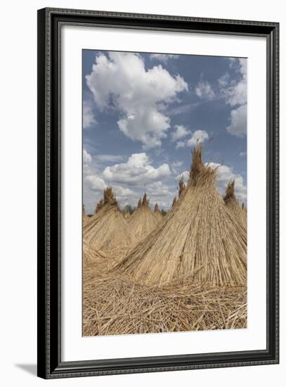 Bundled Up Reed Picked Up to Dry, Lake Neusiedl National Park, Seewinkl, Burgenland, Austria-Gerhard Wild-Framed Photographic Print