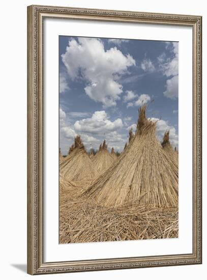 Bundled Up Reed Picked Up to Dry, Lake Neusiedl National Park, Seewinkl, Burgenland, Austria-Gerhard Wild-Framed Photographic Print