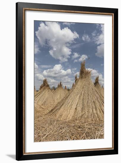 Bundled Up Reed Picked Up to Dry, Lake Neusiedl National Park, Seewinkl, Burgenland, Austria-Gerhard Wild-Framed Photographic Print