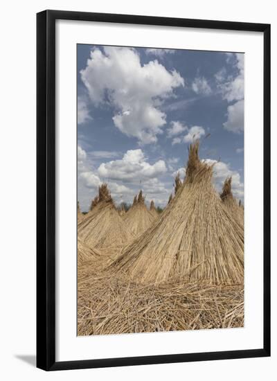 Bundled Up Reed Picked Up to Dry, Lake Neusiedl National Park, Seewinkl, Burgenland, Austria-Gerhard Wild-Framed Photographic Print