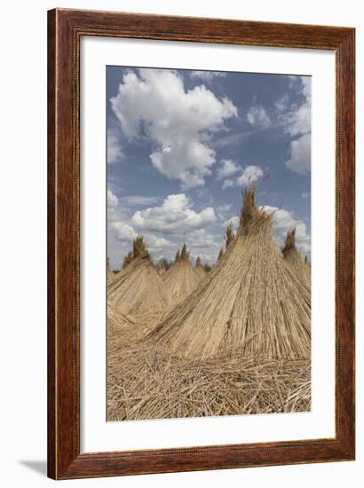 Bundled Up Reed Picked Up to Dry, Lake Neusiedl National Park, Seewinkl, Burgenland, Austria-Gerhard Wild-Framed Photographic Print