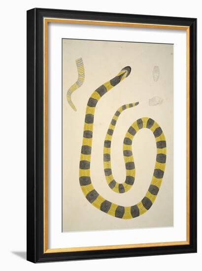 Bungarum Pamah, from an Account of Indian Serpents Collected on the Coast of Coromandel, Pub. 1796-William Skelton-Framed Giclee Print