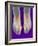 Bunions, X-ray-Science Photo Library-Framed Photographic Print