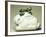 Bunny-Shaped Mold, Ceramic-null-Framed Giclee Print