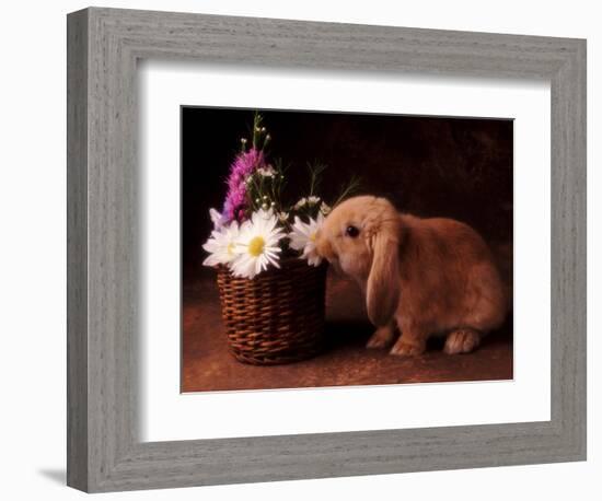 Bunny Smelling Basket of Daisies-Don Mason-Framed Photographic Print