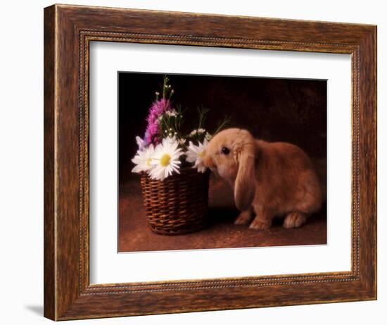 Bunny Smelling Basket of Daisies-Don Mason-Framed Photographic Print