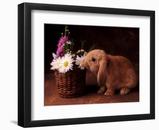 Bunny Smelling Basket of Daisies-Don Mason-Framed Photographic Print