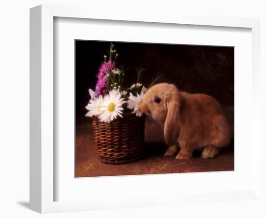 Bunny Smelling Basket of Daisies-Don Mason-Framed Photographic Print