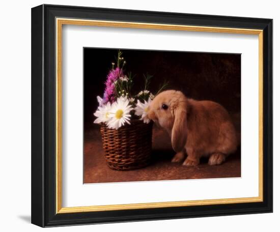 Bunny Smelling Basket of Daisies-Don Mason-Framed Photographic Print