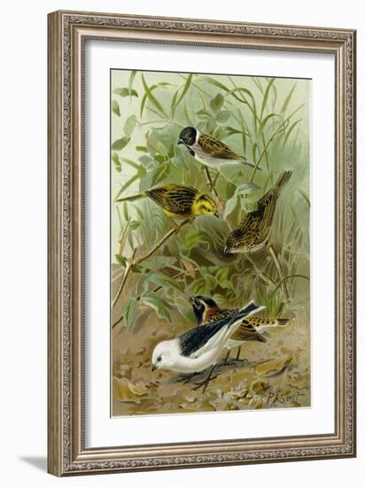 Buntings-null-Framed Giclee Print