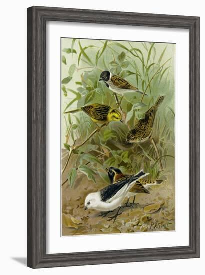 Buntings-null-Framed Giclee Print