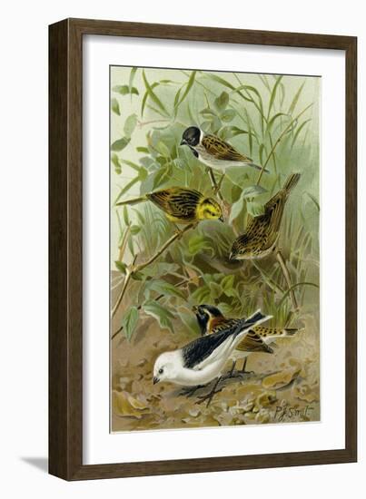 Buntings-null-Framed Giclee Print