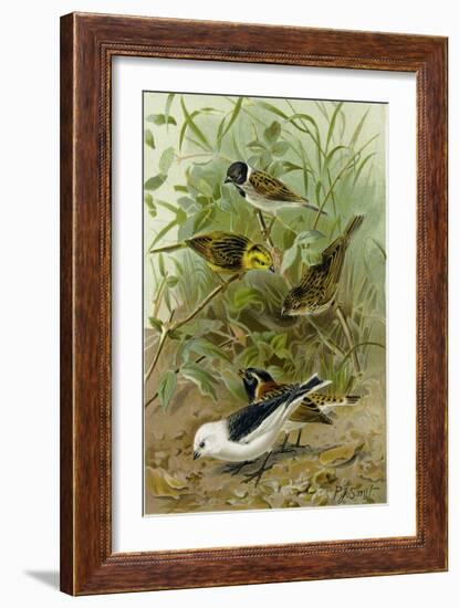 Buntings-null-Framed Giclee Print