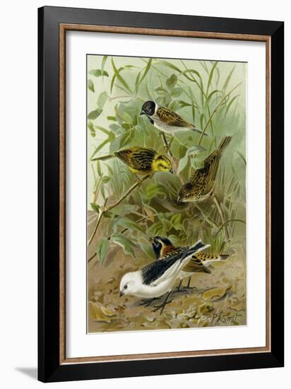 Buntings-null-Framed Giclee Print