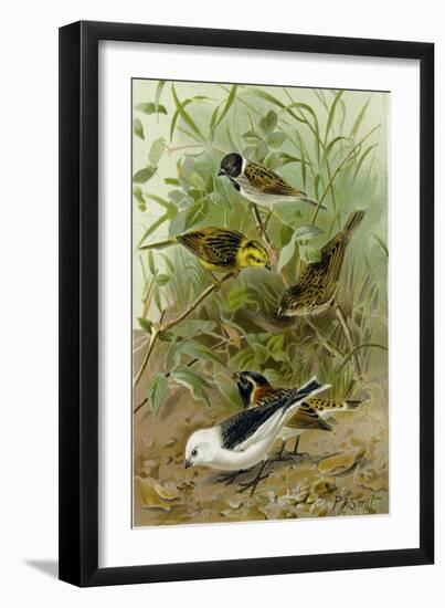 Buntings-null-Framed Giclee Print