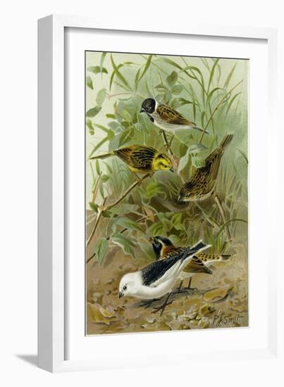 Buntings-null-Framed Giclee Print