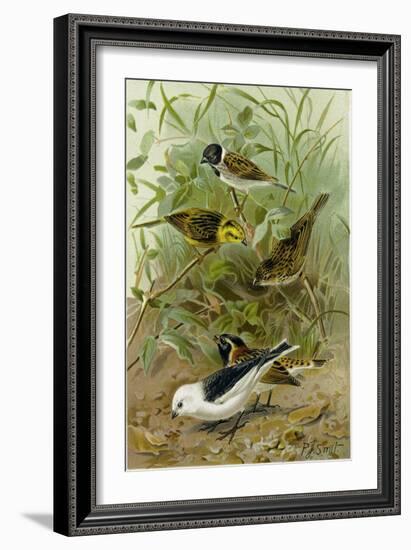 Buntings-null-Framed Giclee Print