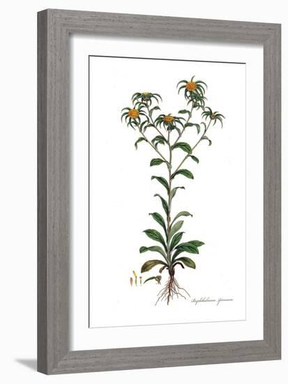 Buphthalmum spinosum, Flora Graeca-Ferdinand Bauer-Framed Giclee Print