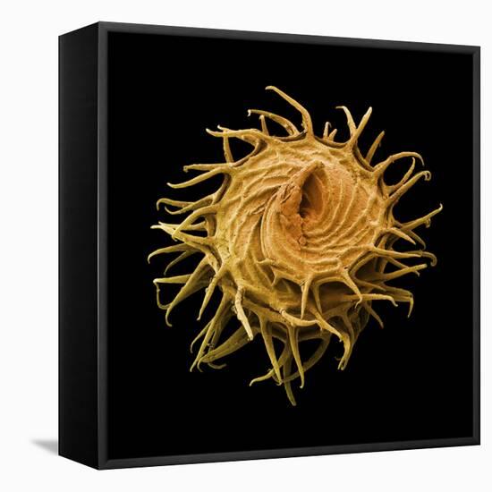 Bur Clover Burr, SEM-Steve Gschmeissner-Framed Premier Image Canvas