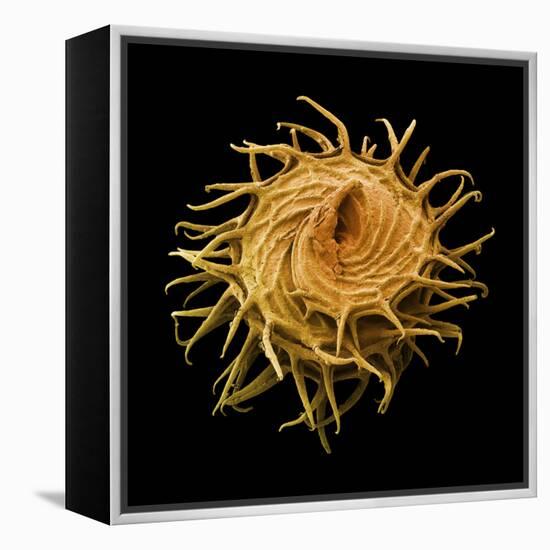 Bur Clover Burr, SEM-Steve Gschmeissner-Framed Premier Image Canvas