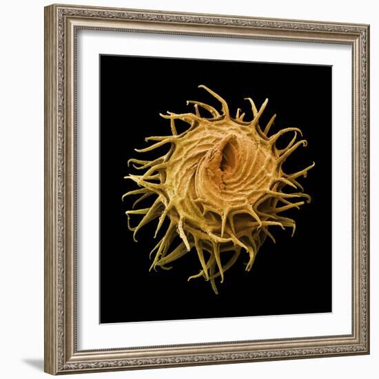 Bur Clover Burr, SEM-Steve Gschmeissner-Framed Premium Photographic Print