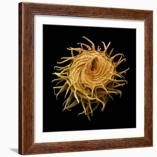 Bur Clover Burr, SEM-Steve Gschmeissner-Framed Premium Photographic Print