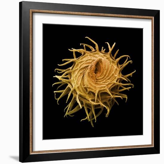 Bur Clover Burr, SEM-Steve Gschmeissner-Framed Premium Photographic Print