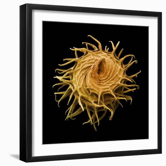 Bur Clover Burr, SEM-Steve Gschmeissner-Framed Premium Photographic Print