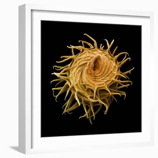 Bur Clover Burr, SEM-Steve Gschmeissner-Framed Premium Photographic Print