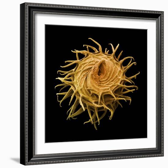 Bur Clover Burr, SEM-Steve Gschmeissner-Framed Premium Photographic Print