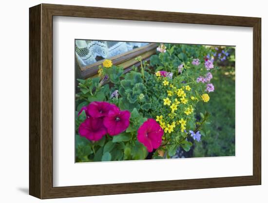 bur-marigold, Bidens ferulifolius, petunias, Petunia, blossoms, close-up, window box-David & Micha Sheldon-Framed Photographic Print