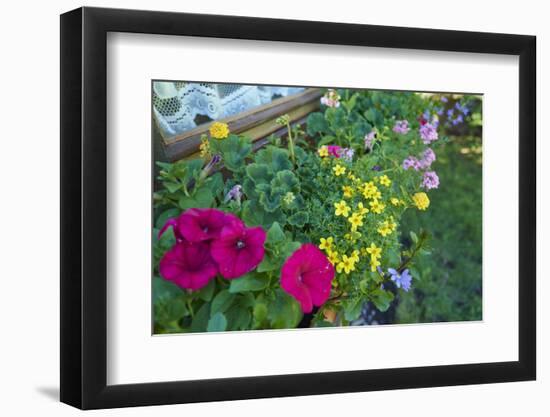 bur-marigold, Bidens ferulifolius, petunias, Petunia, blossoms, close-up, window box-David & Micha Sheldon-Framed Photographic Print