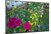 bur-marigold, Bidens ferulifolius, petunias, Petunia, blossoms, close-up, window box-David & Micha Sheldon-Mounted Photographic Print