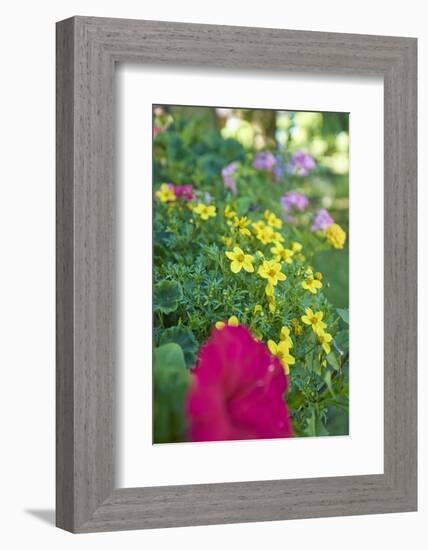 bur-marigold, Bidens ferulifolius, petunias, Petunia, blossoms, close-up, window box-David & Micha Sheldon-Framed Photographic Print