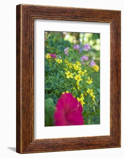 bur-marigold, Bidens ferulifolius, petunias, Petunia, blossoms, close-up, window box-David & Micha Sheldon-Framed Photographic Print