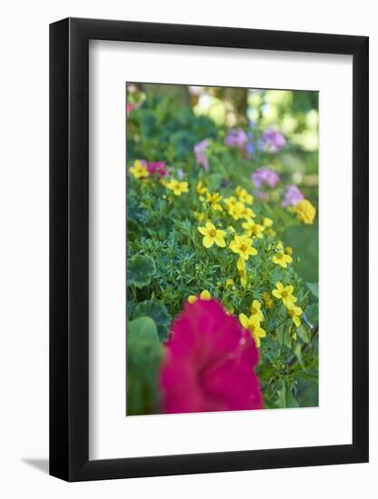 bur-marigold, Bidens ferulifolius, petunias, Petunia, blossoms, close-up, window box-David & Micha Sheldon-Framed Photographic Print