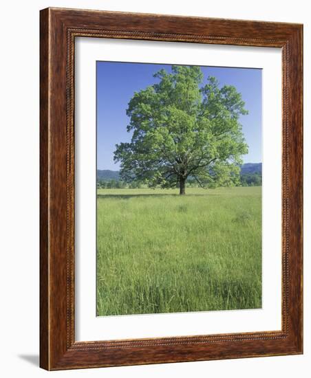 Bur Oak in Grassy Field, Great Smoky Mountains National Park, Tennessee, USA-Adam Jones-Framed Photographic Print