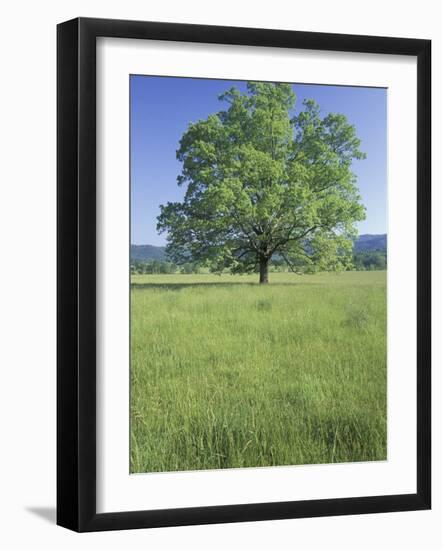 Bur Oak in Grassy Field, Great Smoky Mountains National Park, Tennessee, USA-Adam Jones-Framed Photographic Print