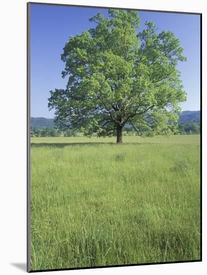 Bur Oak in Grassy Field, Great Smoky Mountains National Park, Tennessee, USA-Adam Jones-Mounted Photographic Print