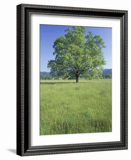 Bur Oak in Grassy Field, Great Smoky Mountains National Park, Tennessee, USA-Adam Jones-Framed Photographic Print