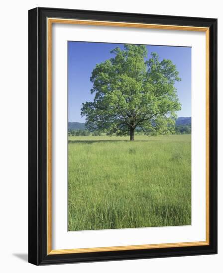 Bur Oak in Grassy Field, Great Smoky Mountains National Park, Tennessee, USA-Adam Jones-Framed Photographic Print