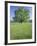 Bur Oak in Grassy Field, Great Smoky Mountains National Park, Tennessee, USA-Adam Jones-Framed Photographic Print