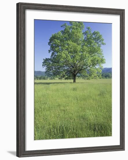 Bur Oak in Grassy Field, Great Smoky Mountains National Park, Tennessee, USA-Adam Jones-Framed Photographic Print