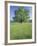 Bur Oak in Grassy Field, Great Smoky Mountains National Park, Tennessee, USA-Adam Jones-Framed Photographic Print