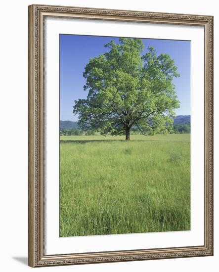 Bur Oak in Grassy Field, Great Smoky Mountains National Park, Tennessee, USA-Adam Jones-Framed Photographic Print