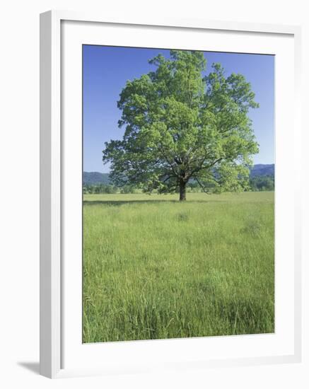 Bur Oak in Grassy Field, Great Smoky Mountains National Park, Tennessee, USA-Adam Jones-Framed Photographic Print