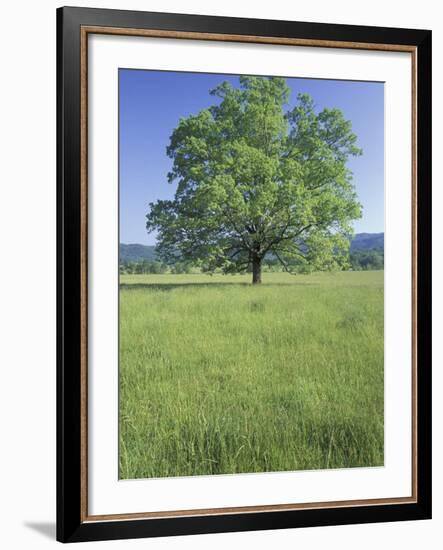 Bur Oak in Grassy Field, Great Smoky Mountains National Park, Tennessee, USA-Adam Jones-Framed Photographic Print