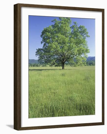 Bur Oak in Grassy Field, Great Smoky Mountains National Park, Tennessee, USA-Adam Jones-Framed Photographic Print