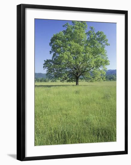 Bur Oak in Grassy Field, Great Smoky Mountains National Park, Tennessee, USA-Adam Jones-Framed Photographic Print